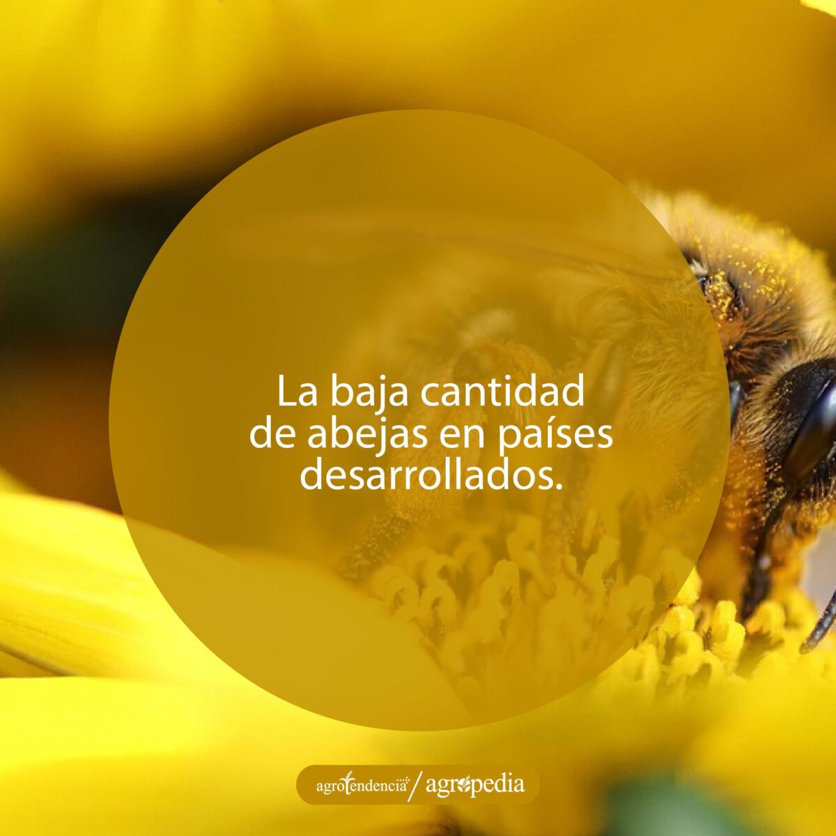 Una abeja sobre una flor amarilla