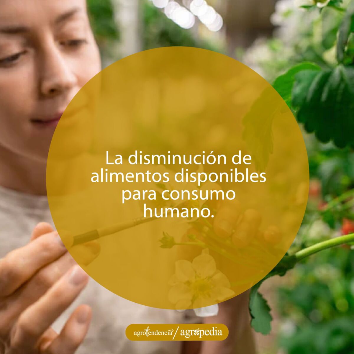 Persona polinizando flores