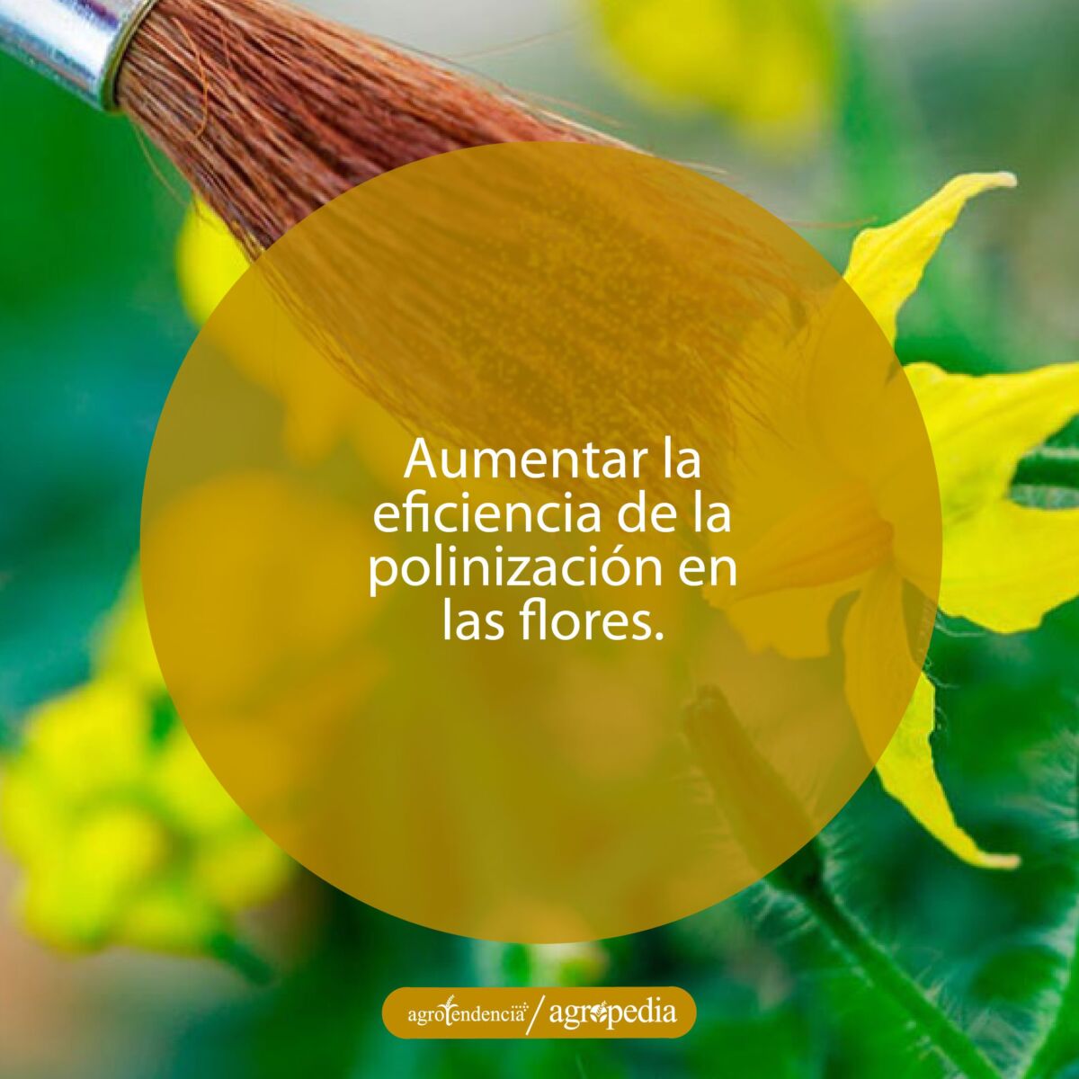 Una brocha polinizando flor amarilla de melón