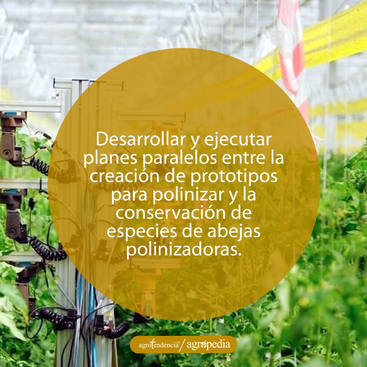 Robot polinizando cultivo dentro de un invernadero