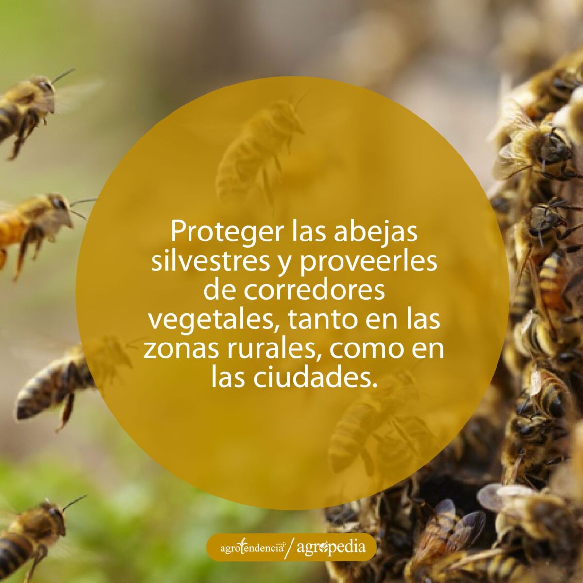 Abejas volando y otras en su panal