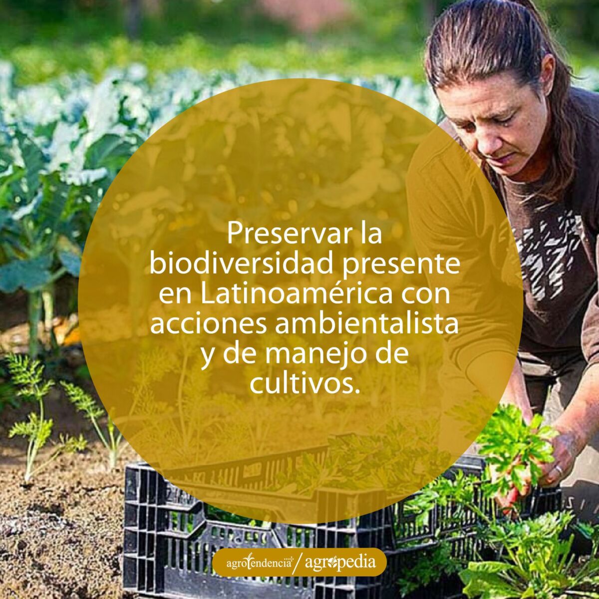Hombre revisando cultivo polinizado por abejas