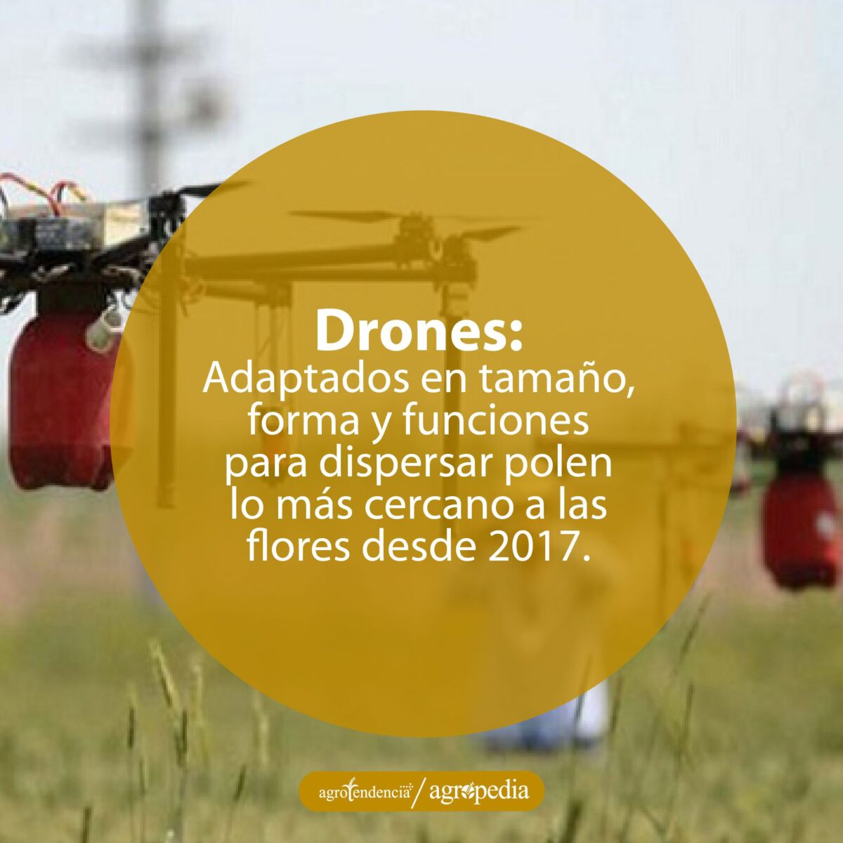 Drones polinizando