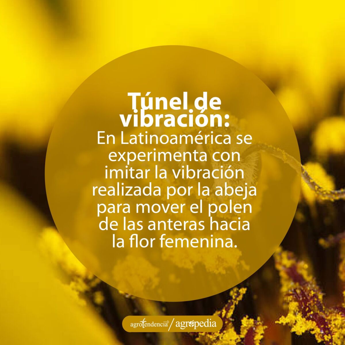 Anteras de una flor amarilla