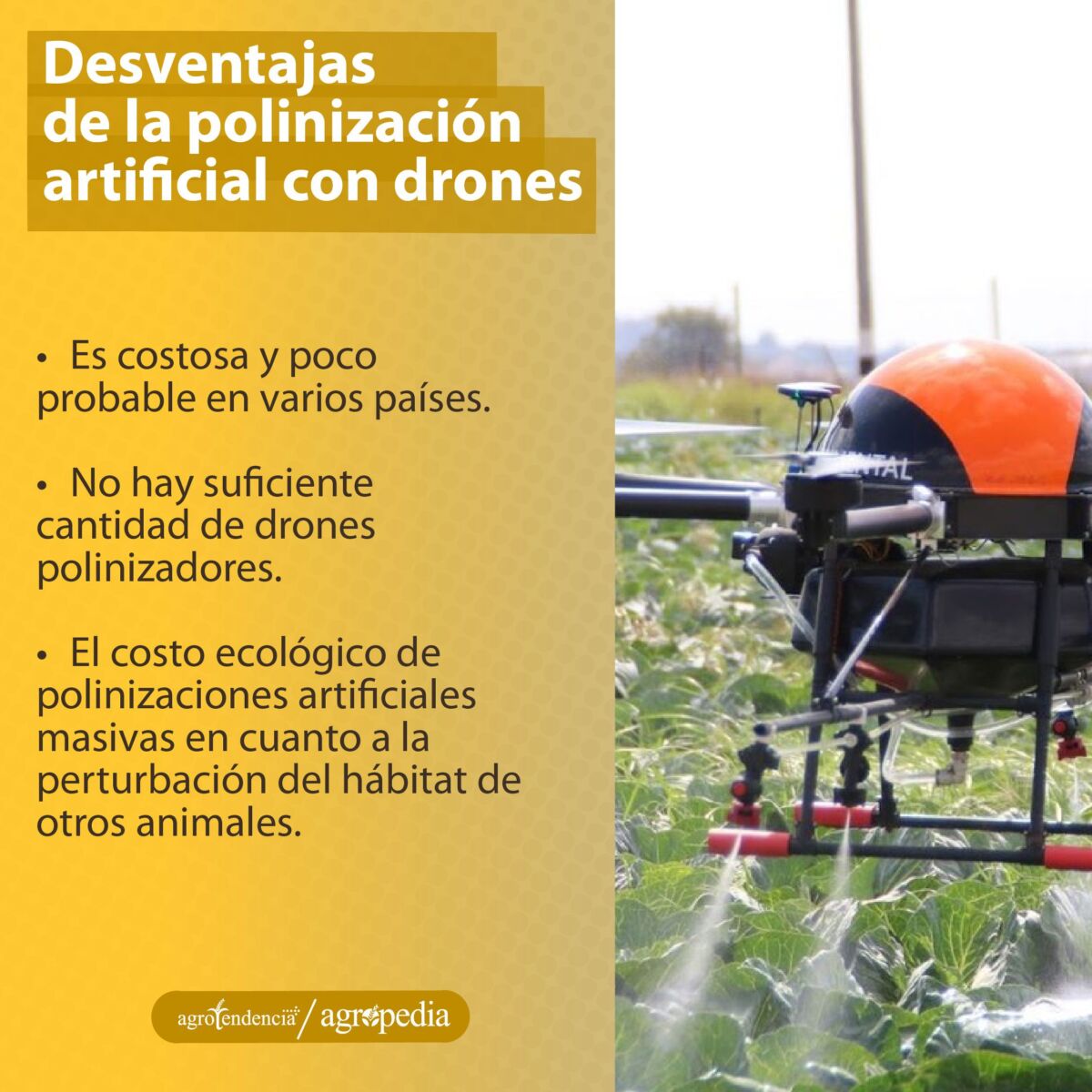 Dron sobrevolando un cultivo para polinizarlo