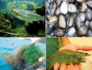 Acuicultura - cultivo de algas - cultivo de peces
