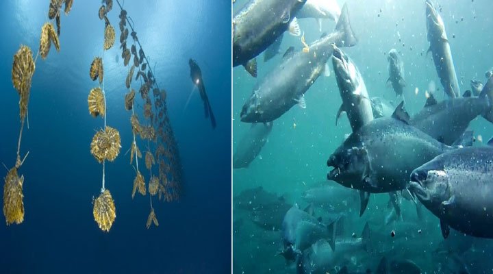 Siembra de peces y moluscos bajo enfoque de acuicultura multitrófica integrada