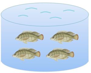 Acuicultura - cultivo de peces