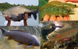 Acuicultura - cultivo de peces
