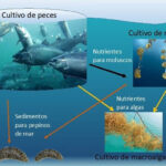 Acuicultura - cultivo de algas - cultivo de peces - reciclaje de nutrientes