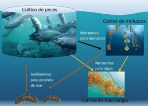 Acuicultura - cultivo de algas - cultivo de peces - reciclaje de nutrientes