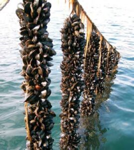 Acuicultura - cultivo de mejillones