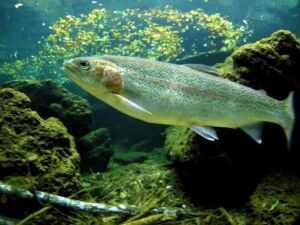 Acuicultura - reciclaje de nutrientes - cultivo de peces