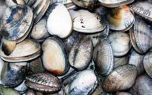 Acuicultura - reciclaje de nutrientes - bivalvos