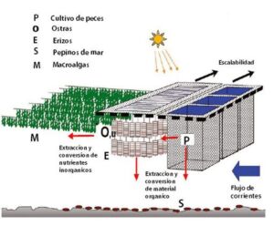 Acuicultura - reciclaje de nutrientes