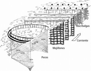 Acuicultura - reciclaje de nutrientes