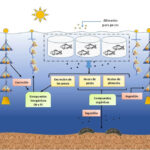 Acuicultura - reciclaje de nutrientes - cultivo de peces