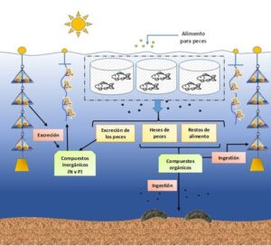 Acuicultura - reciclaje de nutrientes - cultivo de peces