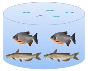 Acuicultura - cultivo de peces