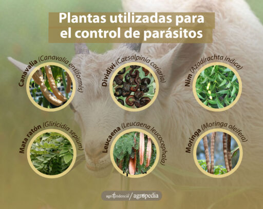 Diferentes plantas usadas para controlar endopar&aacute;sitos en rumiantes