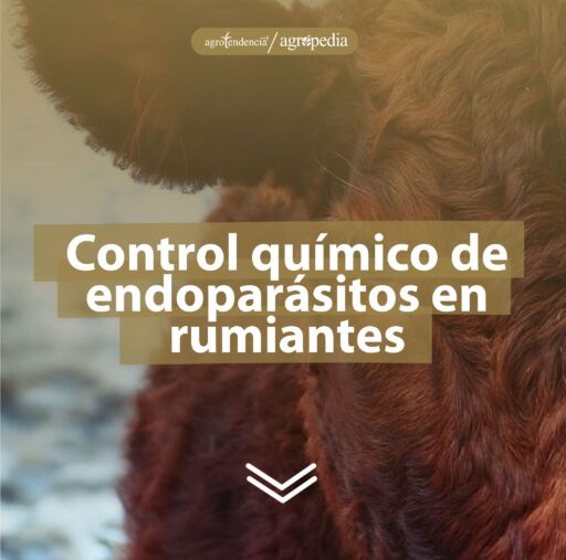 La cabeza de un bovino color marr&oacute;n