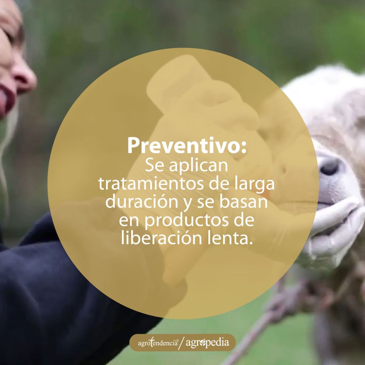Mujer dando un tratamiento químico para el control de endoparásitos en rumiantes