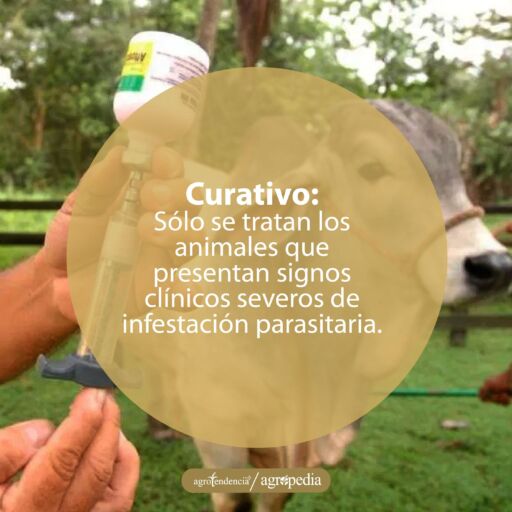 Manos preparando inyectadora para aplicar tratamiento como parte del control de endopar&aacute;sitos