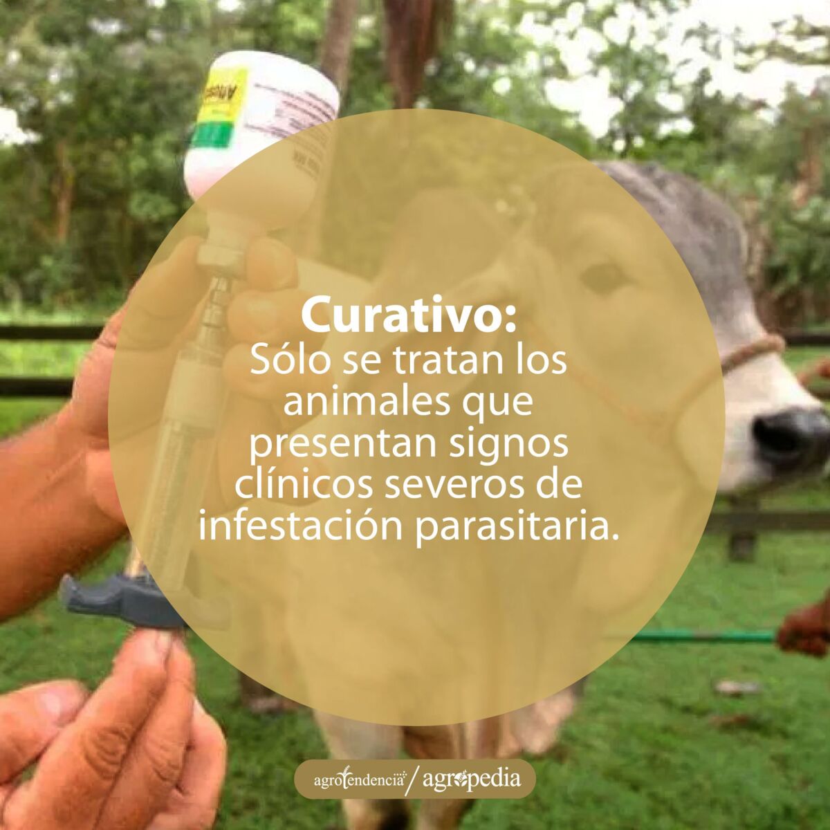 Manos preparando inyectadora para aplicar tratamiento como parte del control de endoparásitos