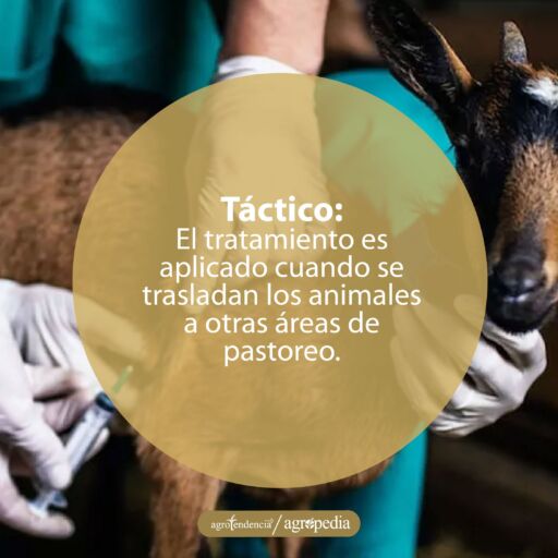 manos inyectando a un cabrito para el control de endopar&aacute;sitos