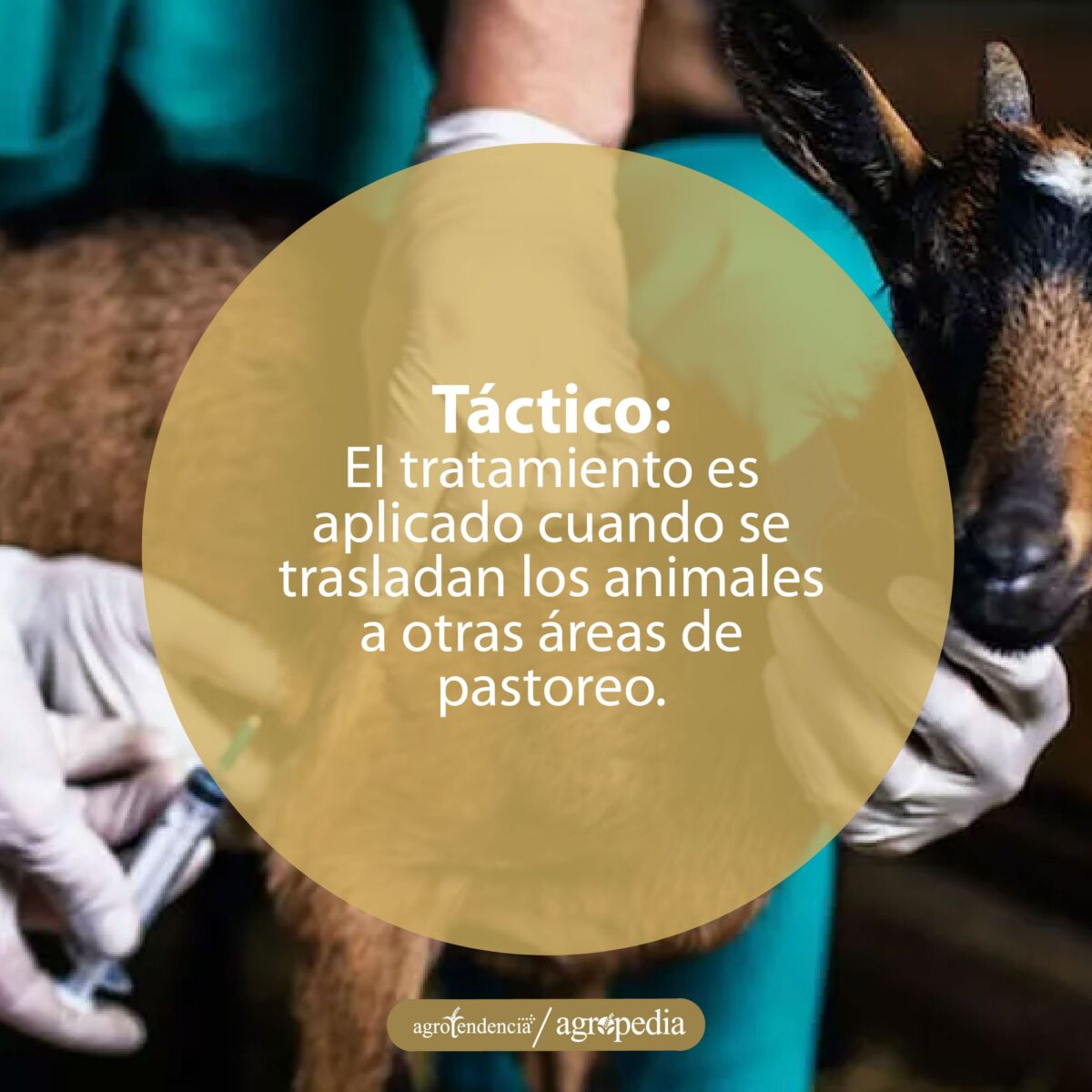 manos inyectando a un cabrito para el control de endoparásitos