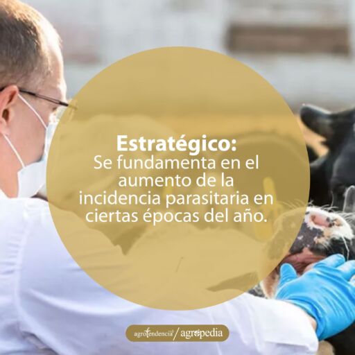 hombre revisando fosa nasal a un bovino