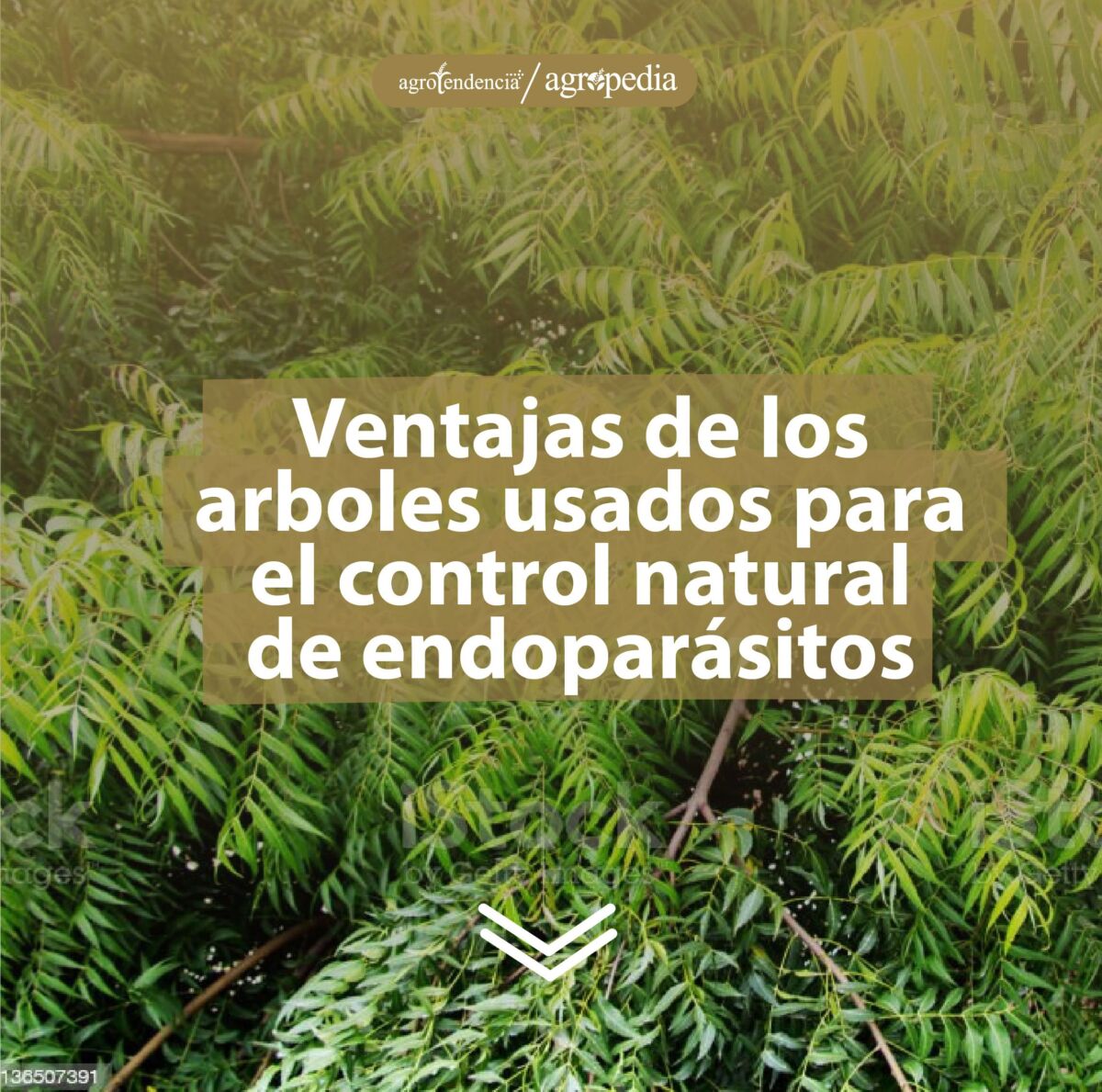 Planta de nem para el control de endoparásitos
