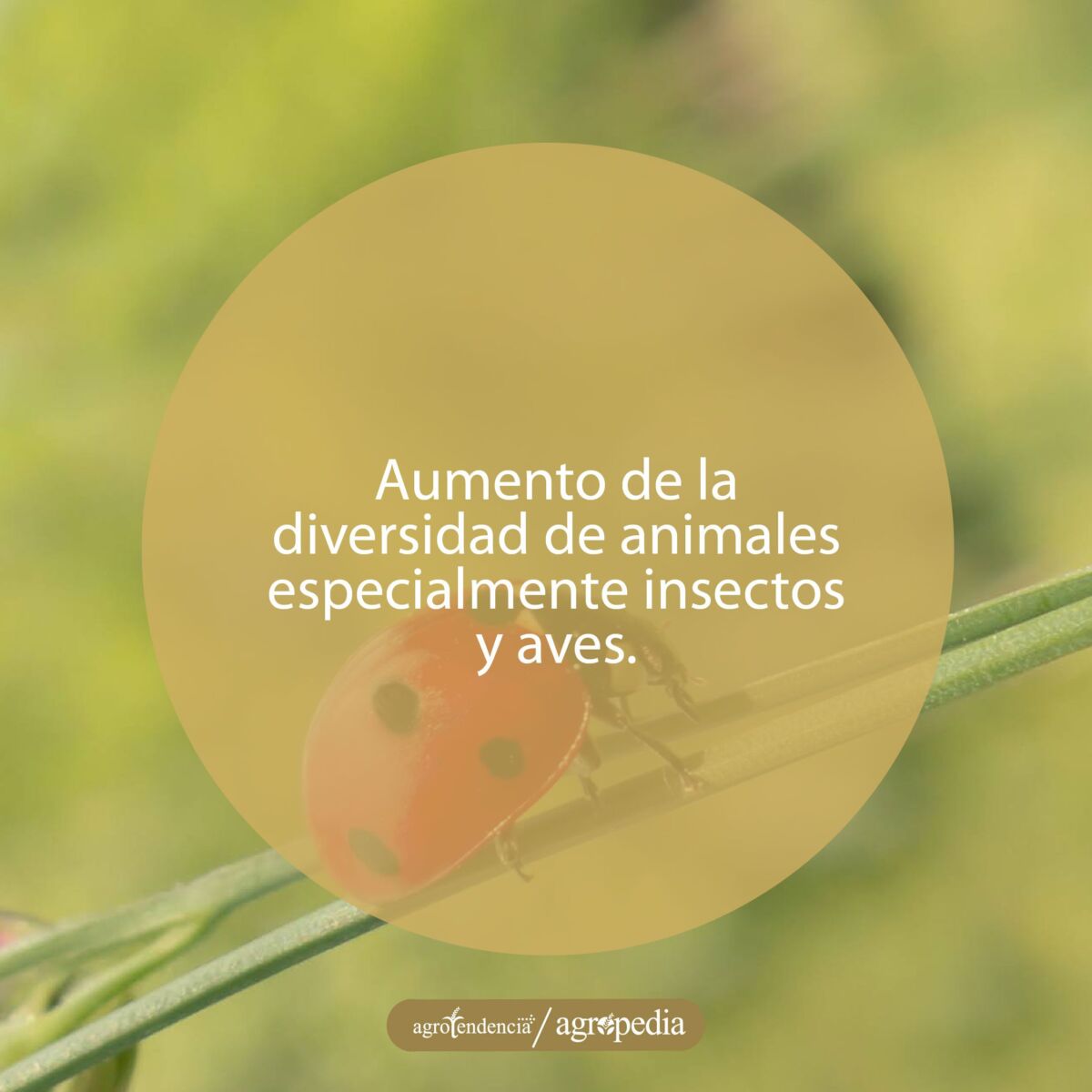 Una mariquita