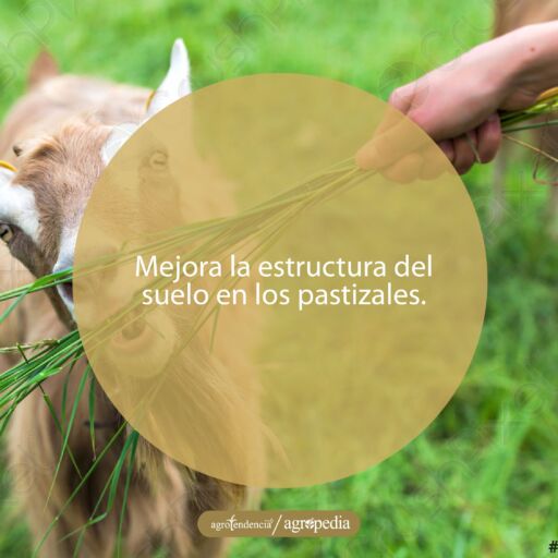 mano sosteniendo pasto y alimentando un caprino