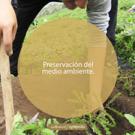 persona sembrando un &aacute;rbol que servir&aacute; para el control de endopar&aacute;sitos