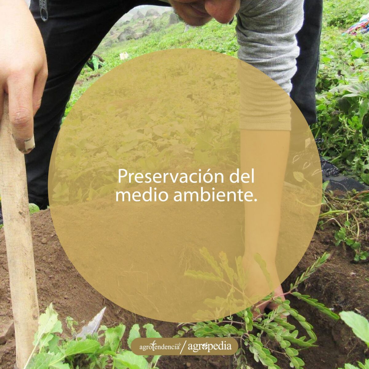 persona sembrando un árbol que servirá para el control de endoparásitos