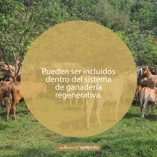 Reba&ntilde;o bovino pastoreando entre arboles