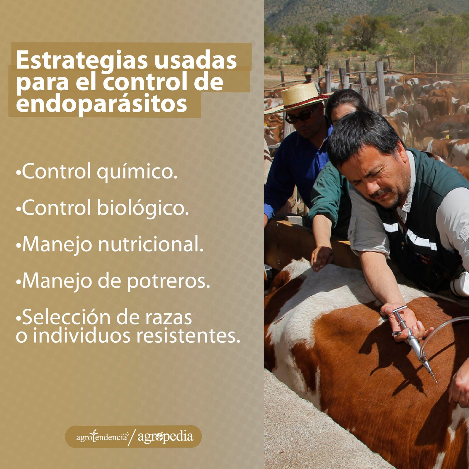 Personas sosteniendo un bovino para aplicarle tratamiento para controlar endoparásitos