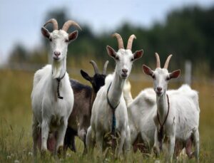 rumiantes - endoparasitos ovinos - animales endoparásitos