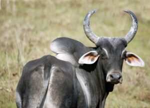 rumiantes - animales endoparásitos