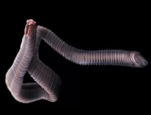 rumiantes - animales endoparásitos - endoparasitos tipos