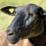rumiantes - endoparasitos ovinos - animales endoparásitos
