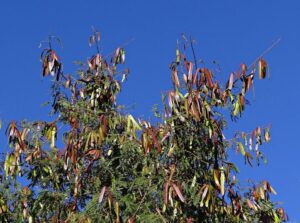 leucaena leucocephala - ganado vacuno