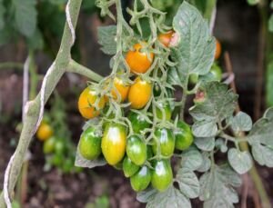 cultivo de tomate - fertirrigación - proceso de cultivo de tomate