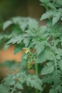 cultivo de tomate - fertirrigación