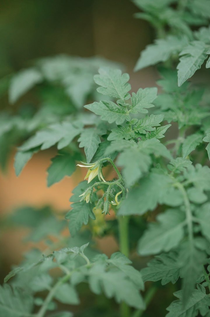 Hojas y flores de una planta de tomate