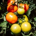 cultivo de tomate - fertirrigación