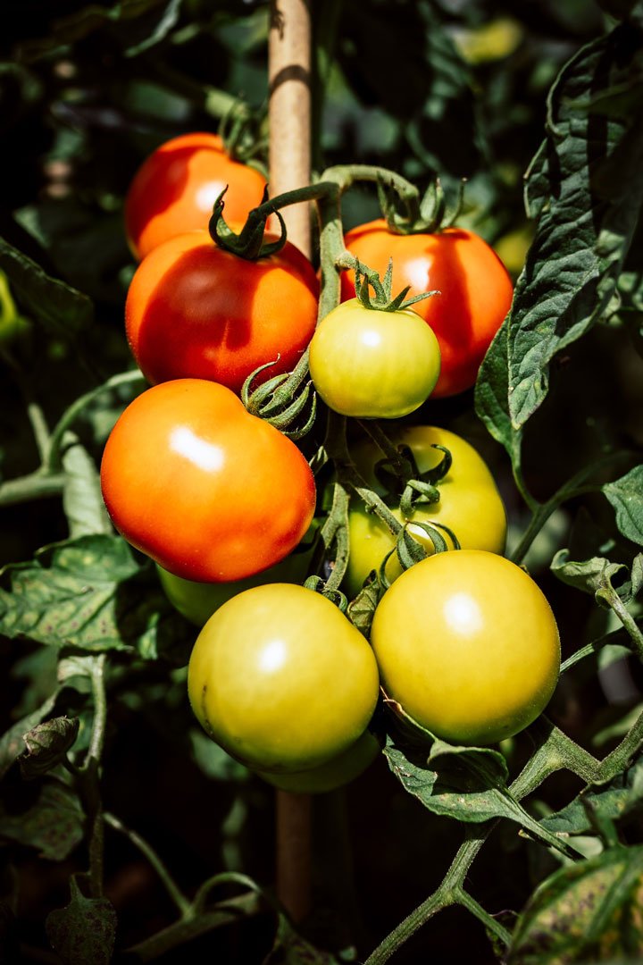 Ramillete de tomates en diferentes estado de maduración