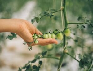 cultivo de tomate - fertirrigación - proceso de cultivo de tomate