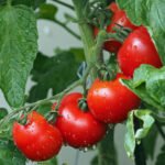 cultivo de tomate - fertirrigación - proceso de cultivo de tomate - cultivo de tomate en invernadero